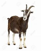 goat