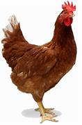 hen